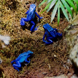 Blue Dart Frogs